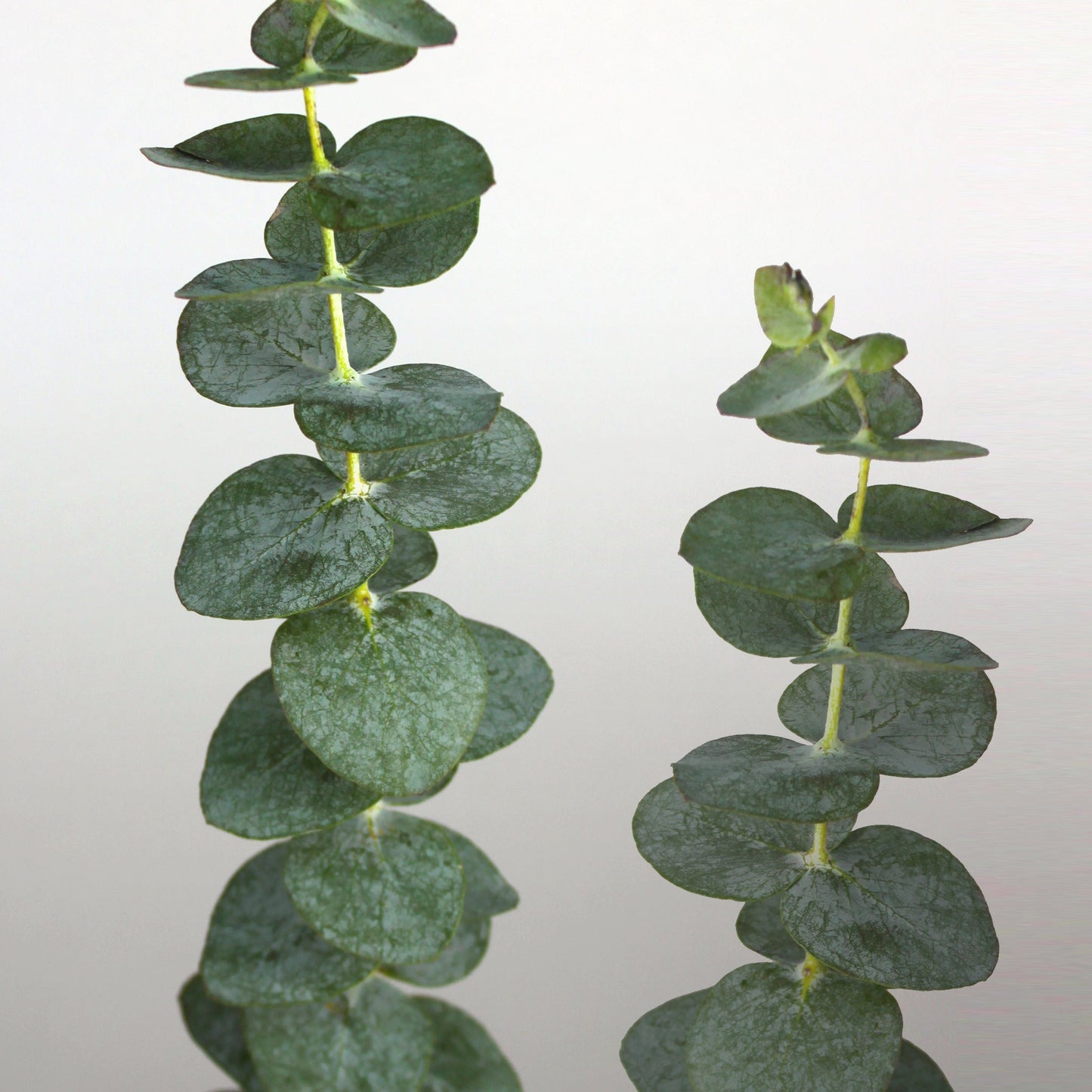 Eucalyptus Fleuressence