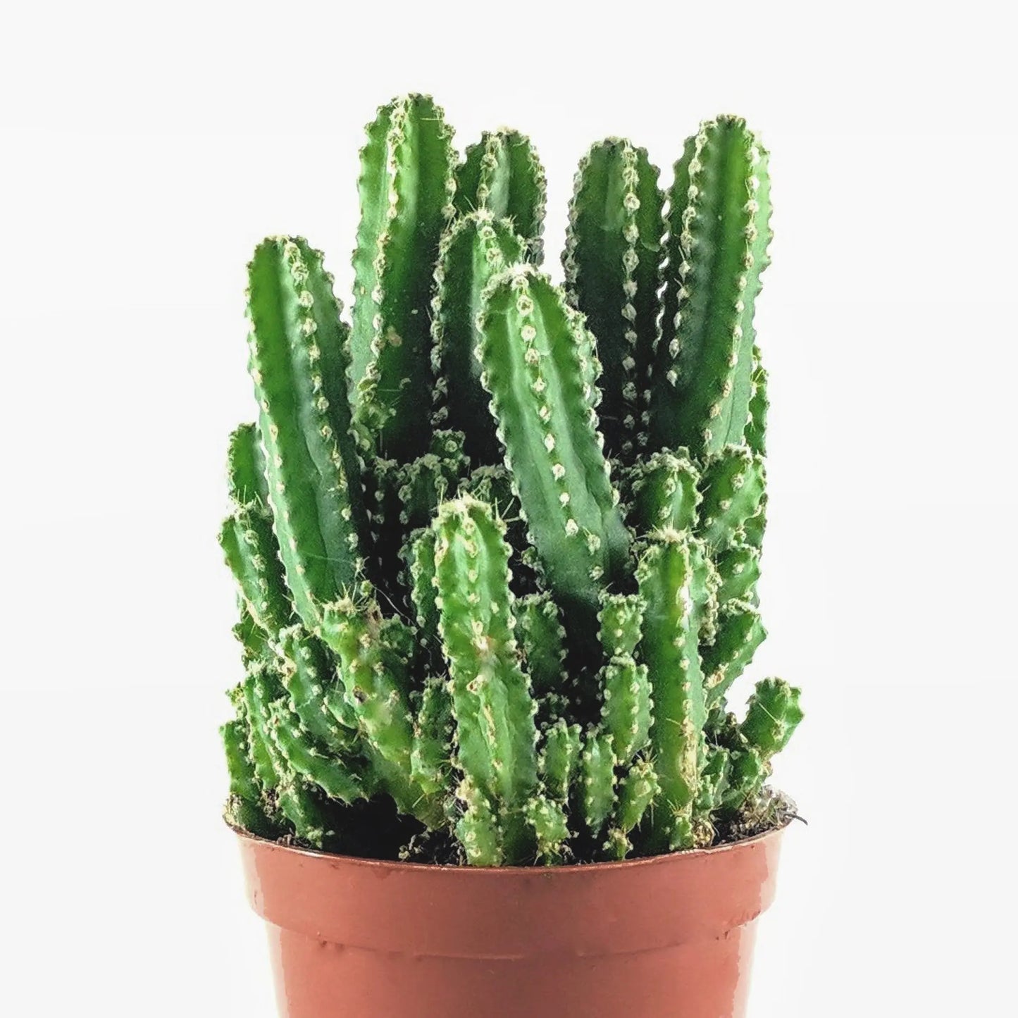 Fairy Castle Cactus Fleuressence