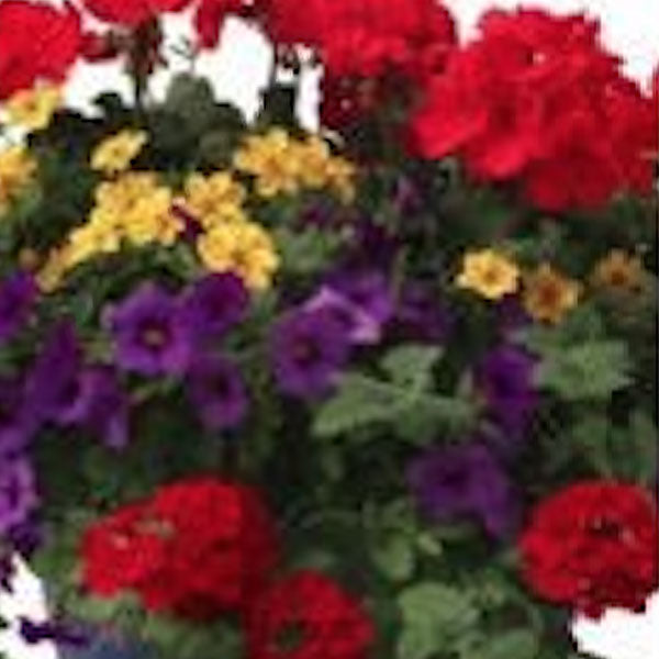 Footloose Fleuressence