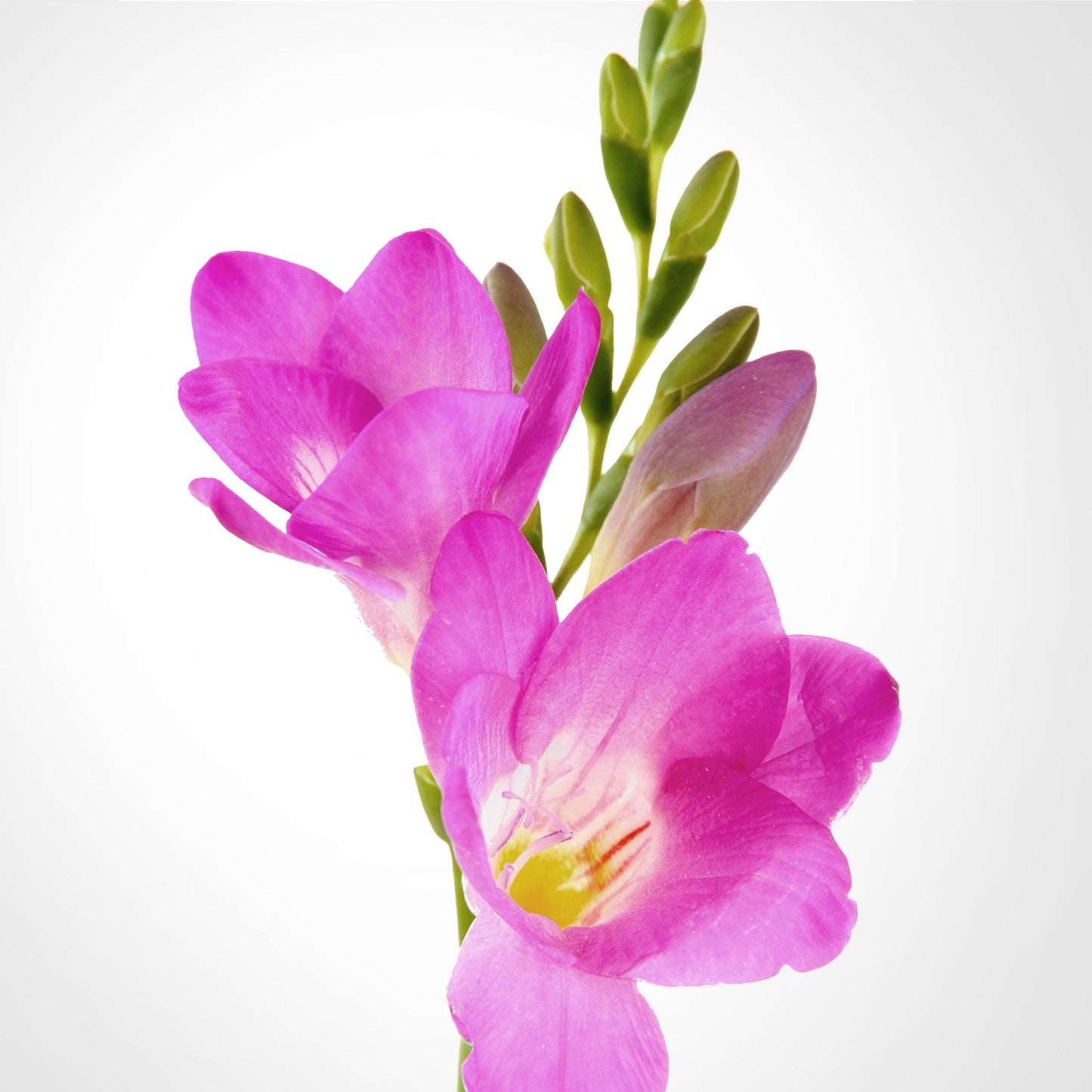 Freesia Fleuressence