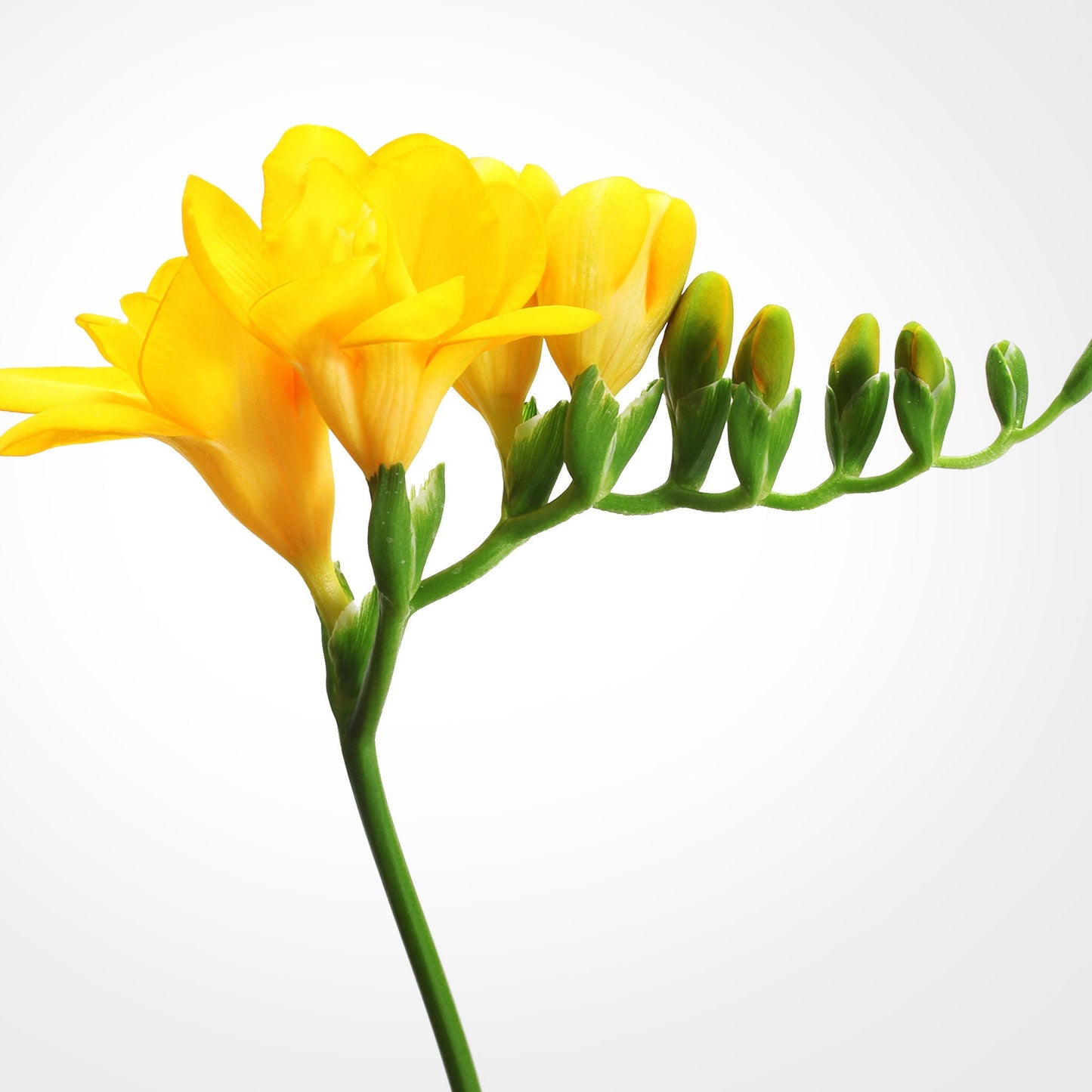 Freesia Fleuressence