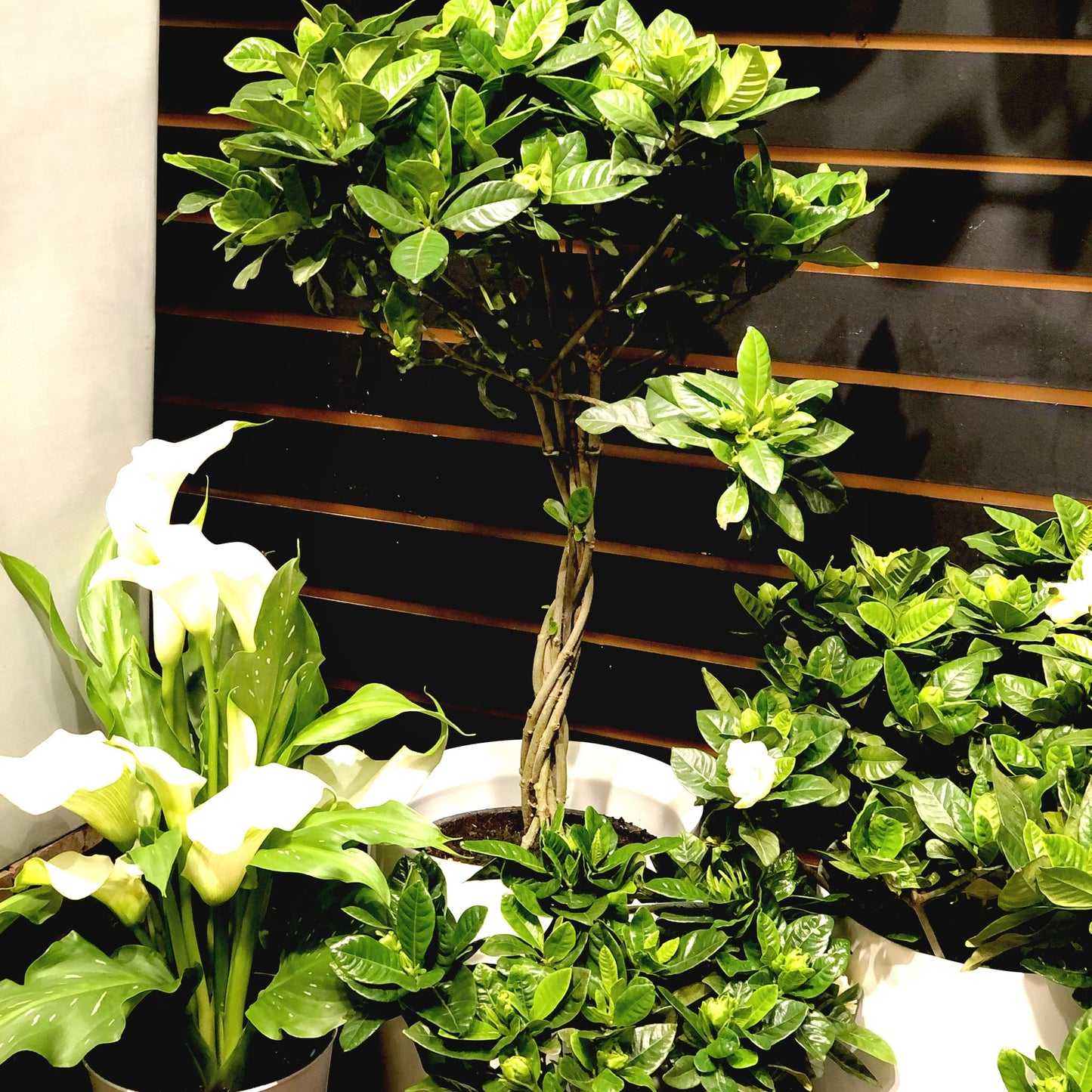 Gardenia Fleuressence