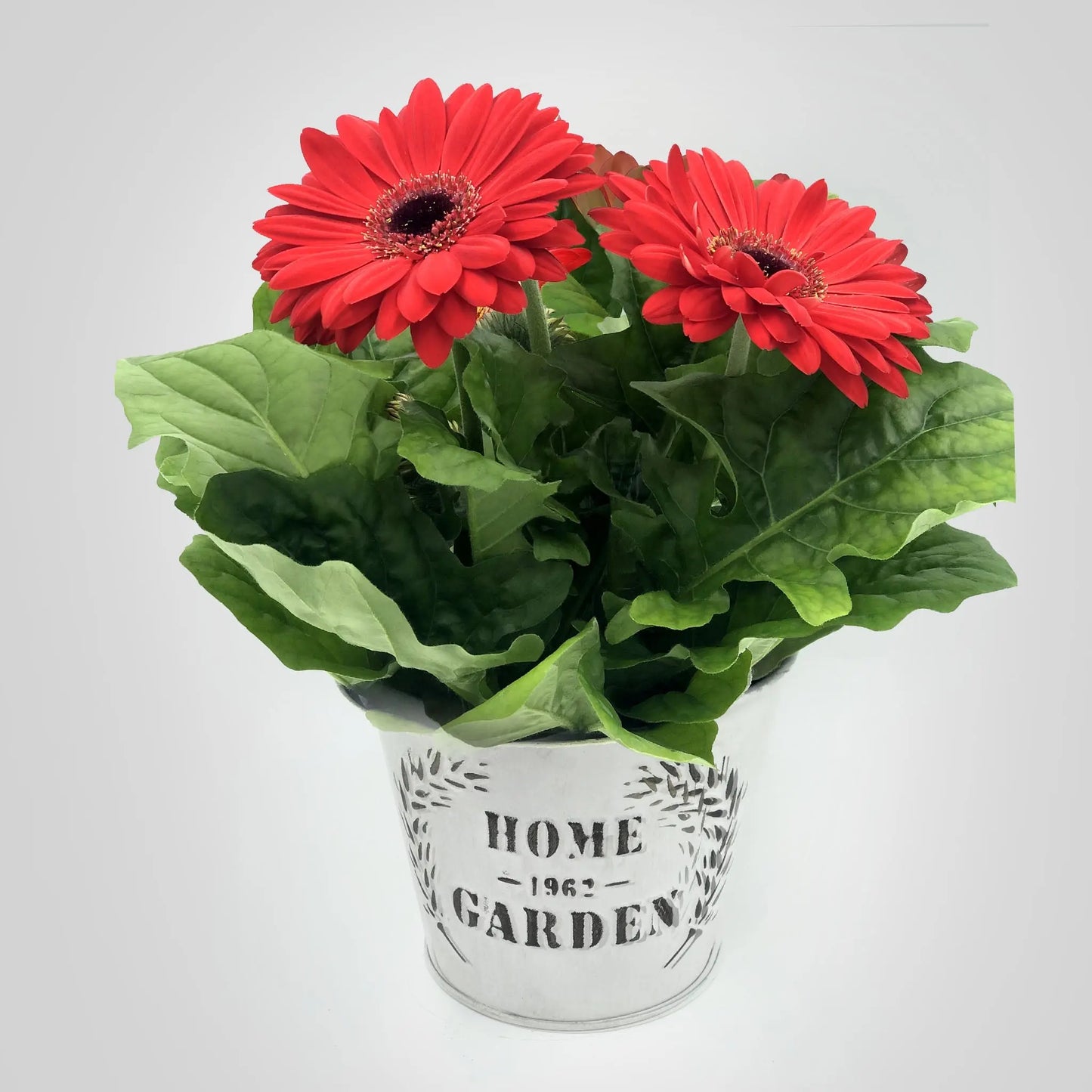 Gerbera Fleuressence