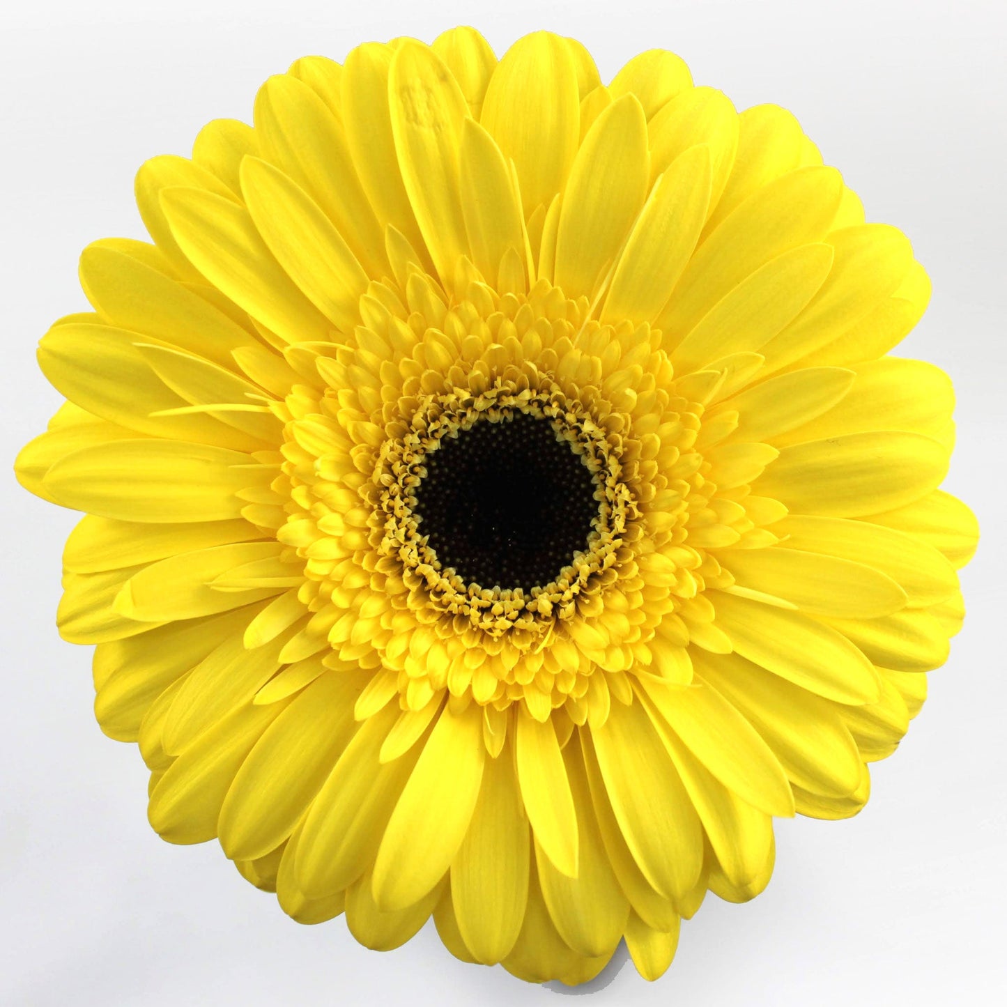 Gerbera Fleuressence