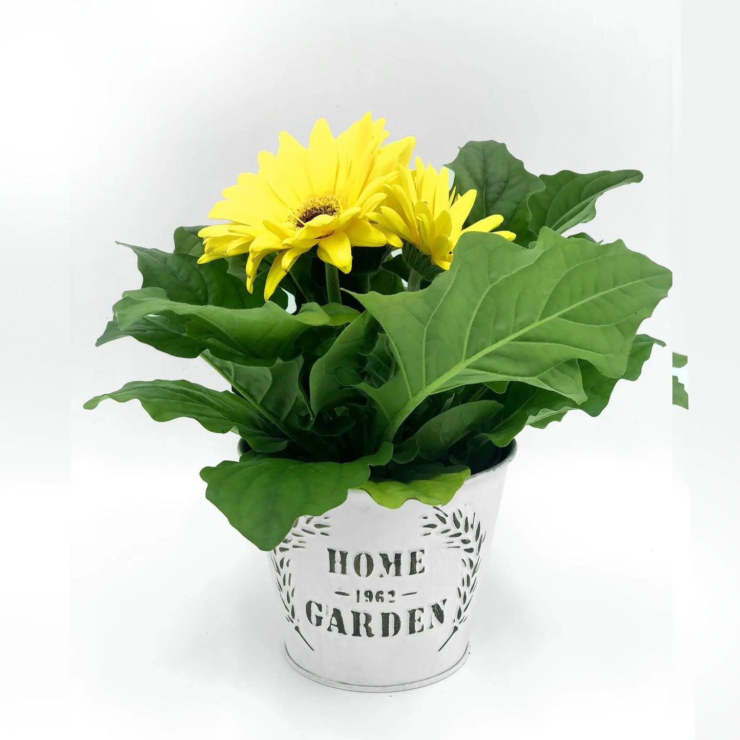 Gerbera Fleuressence