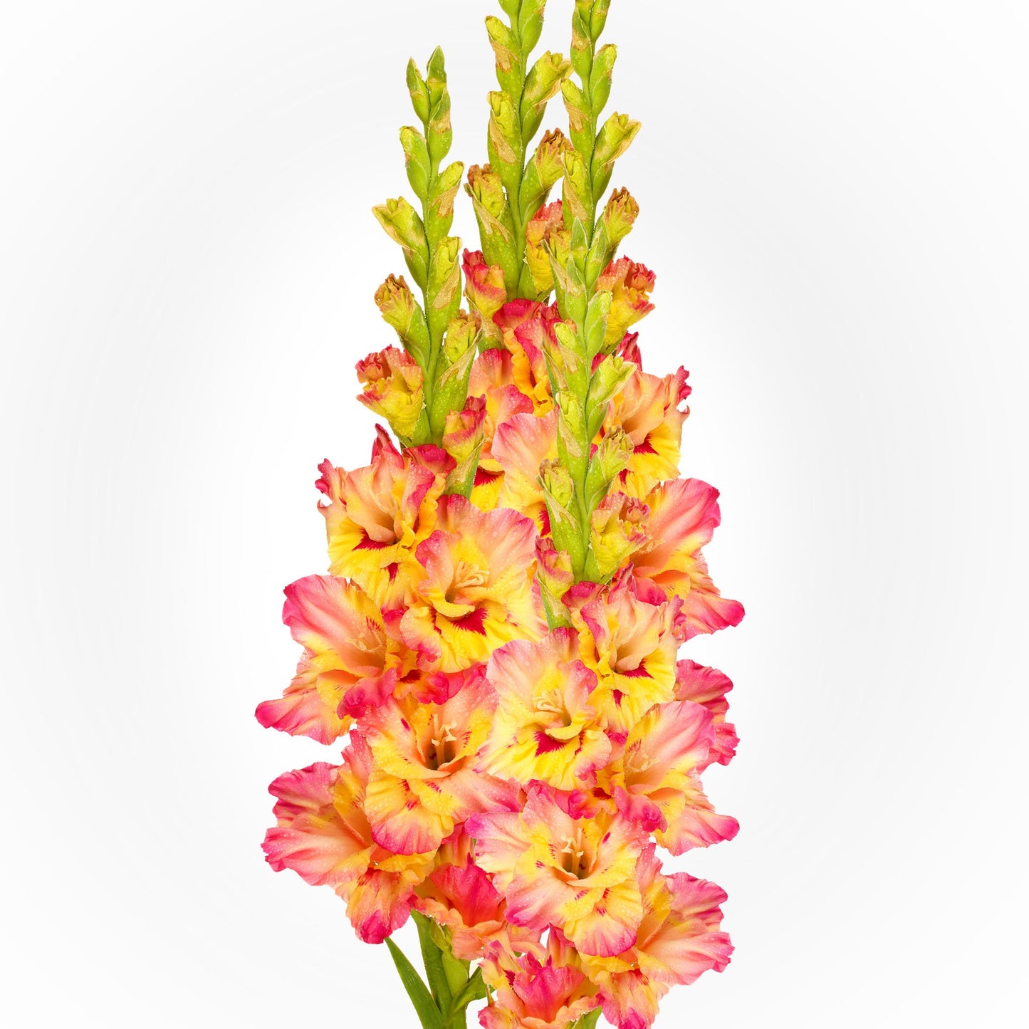 Gladiolus Bouquet Fleuressence