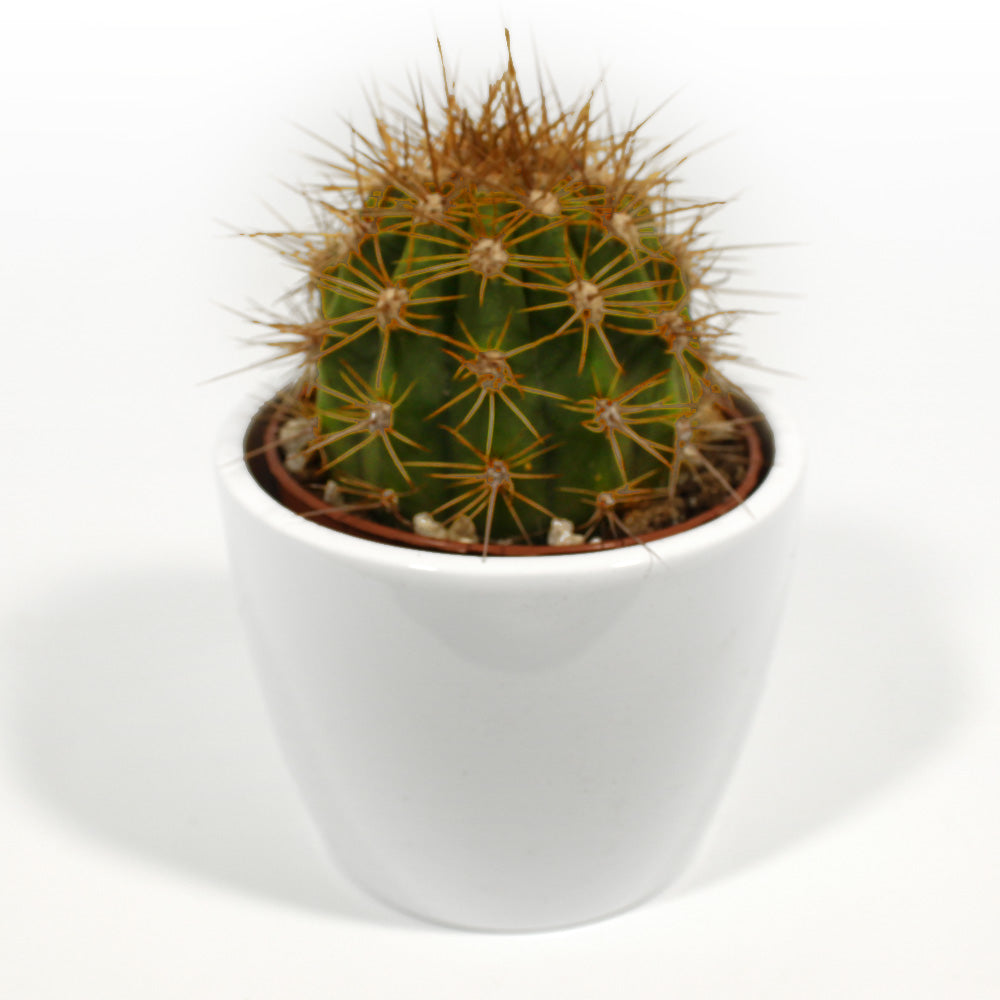 Golden Barrel Cactus Fleuressence