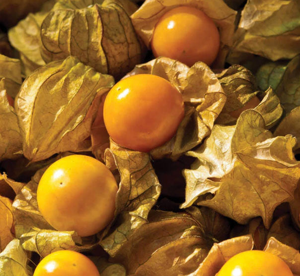 Ground Cherry Fleuressence