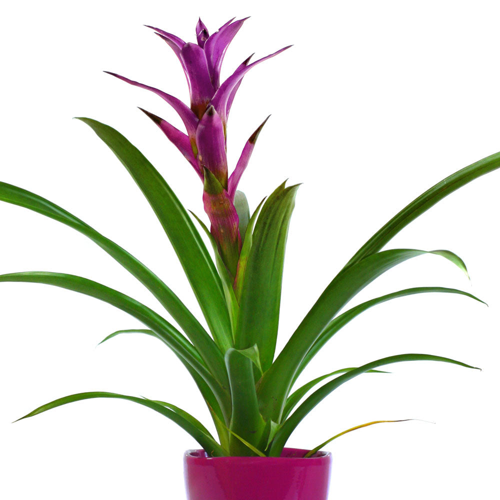 Guzmania Fleuressence