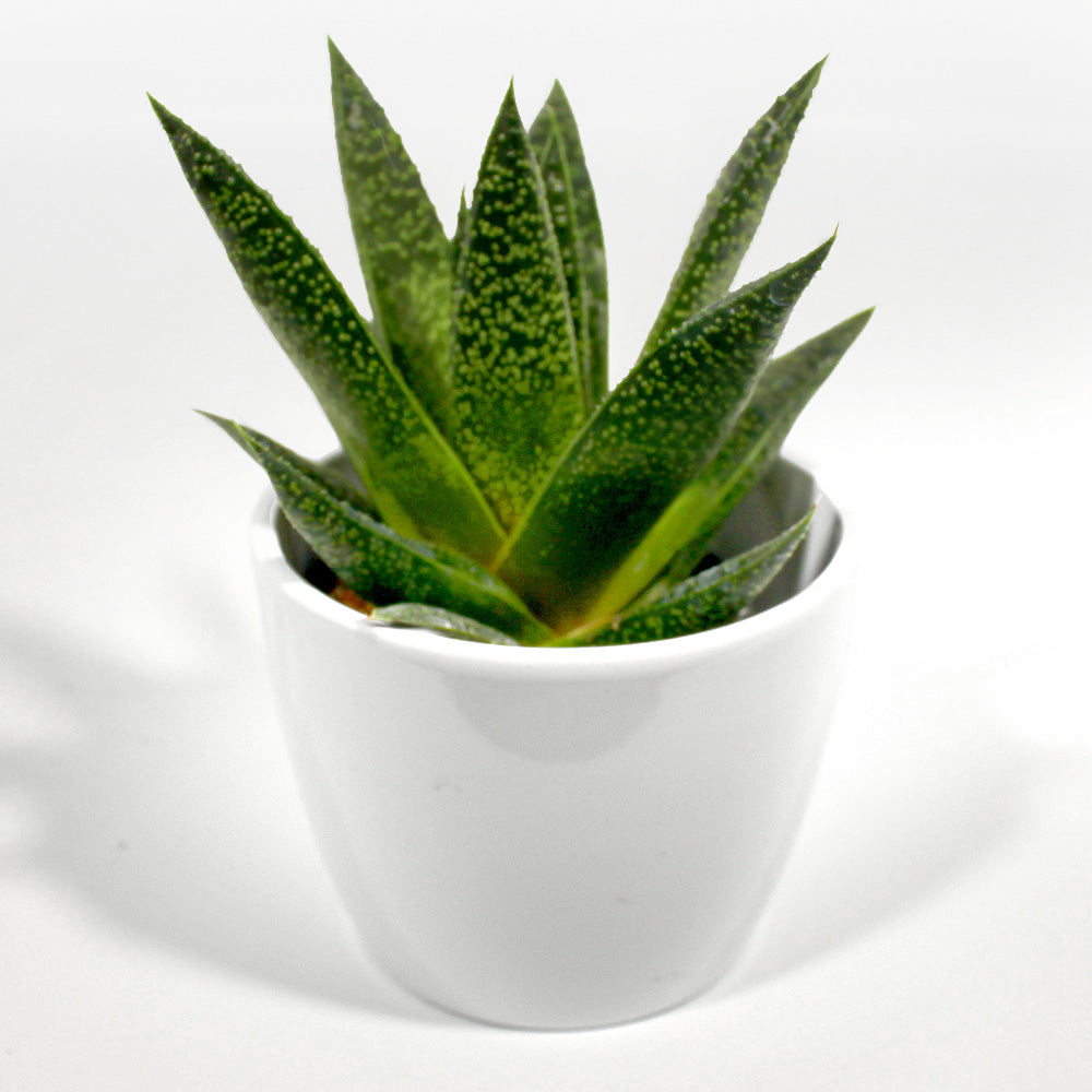 Haworthia Fleuressence