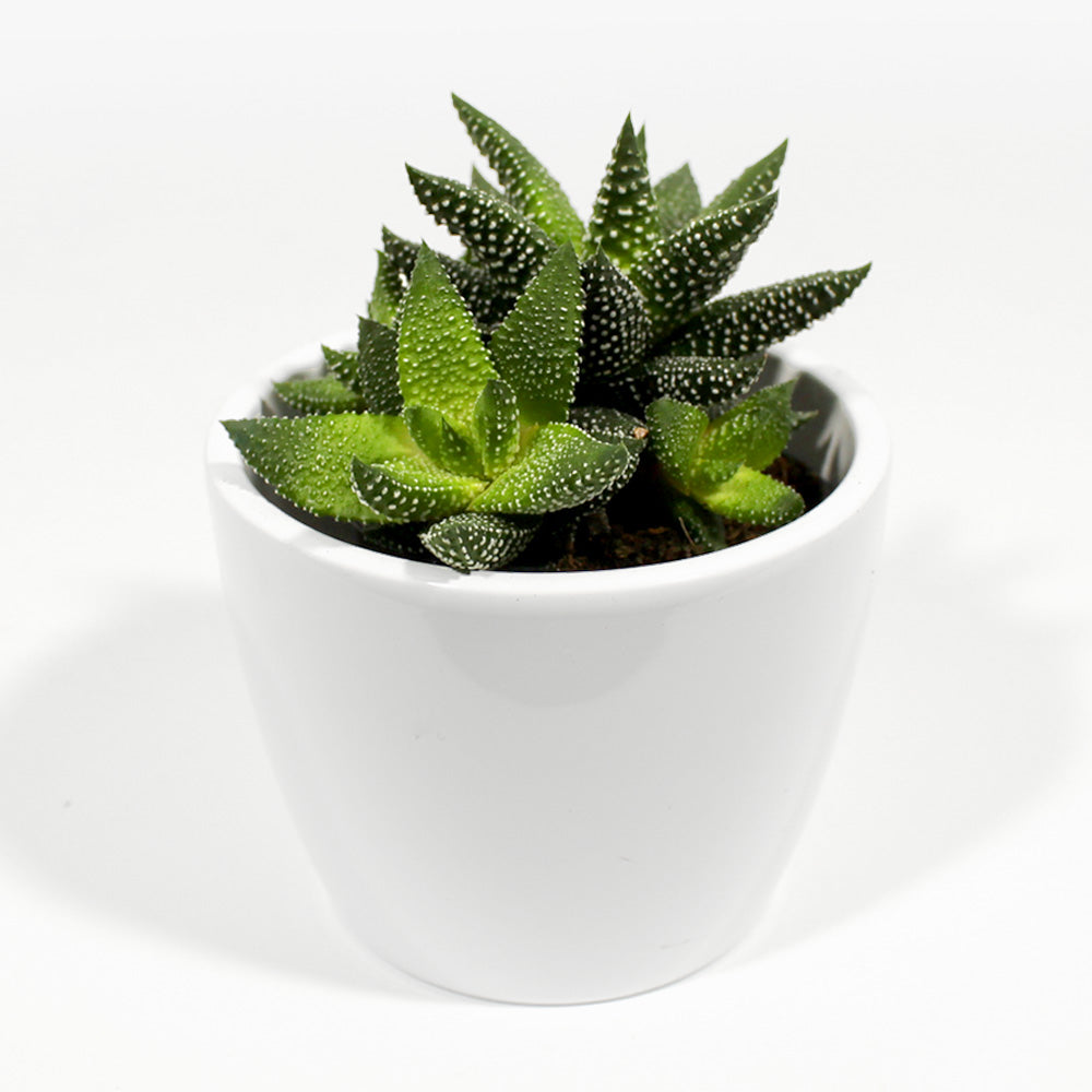 Haworthiopsis Attenuata Fleuressence