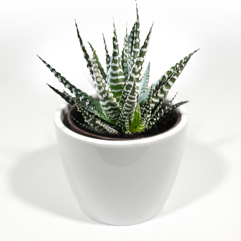 Haworthiopsis Fasciata Fleuressence