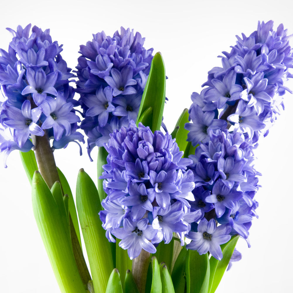 Hyacinth Bouquet Fleuressence