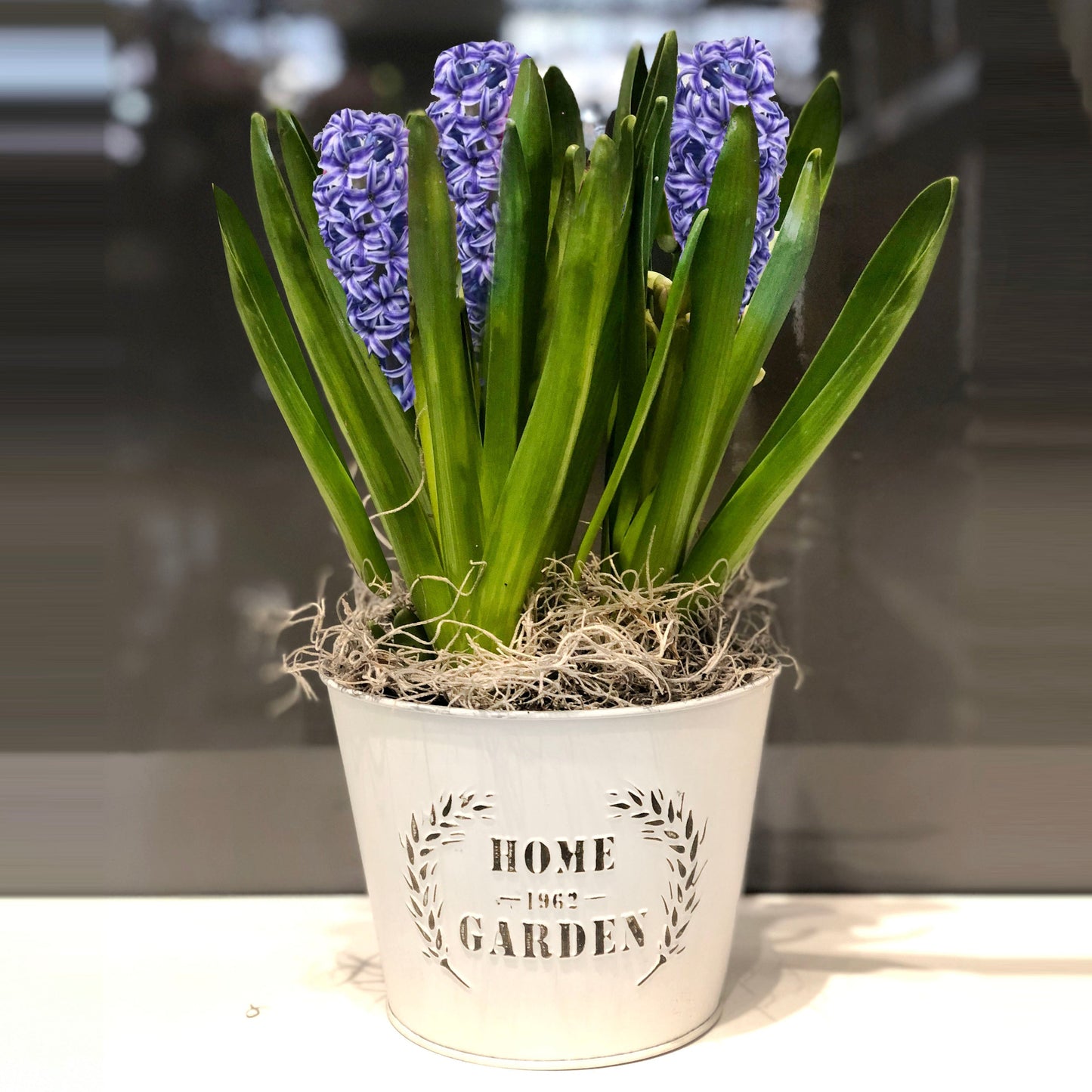 Hyacinth Plant Fleuressence