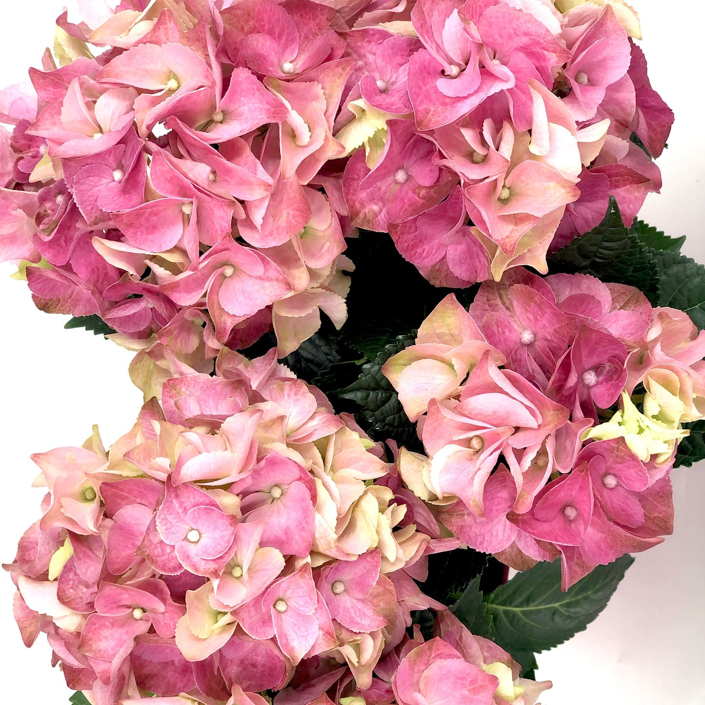 Hydrangea Basket Fleuressence
