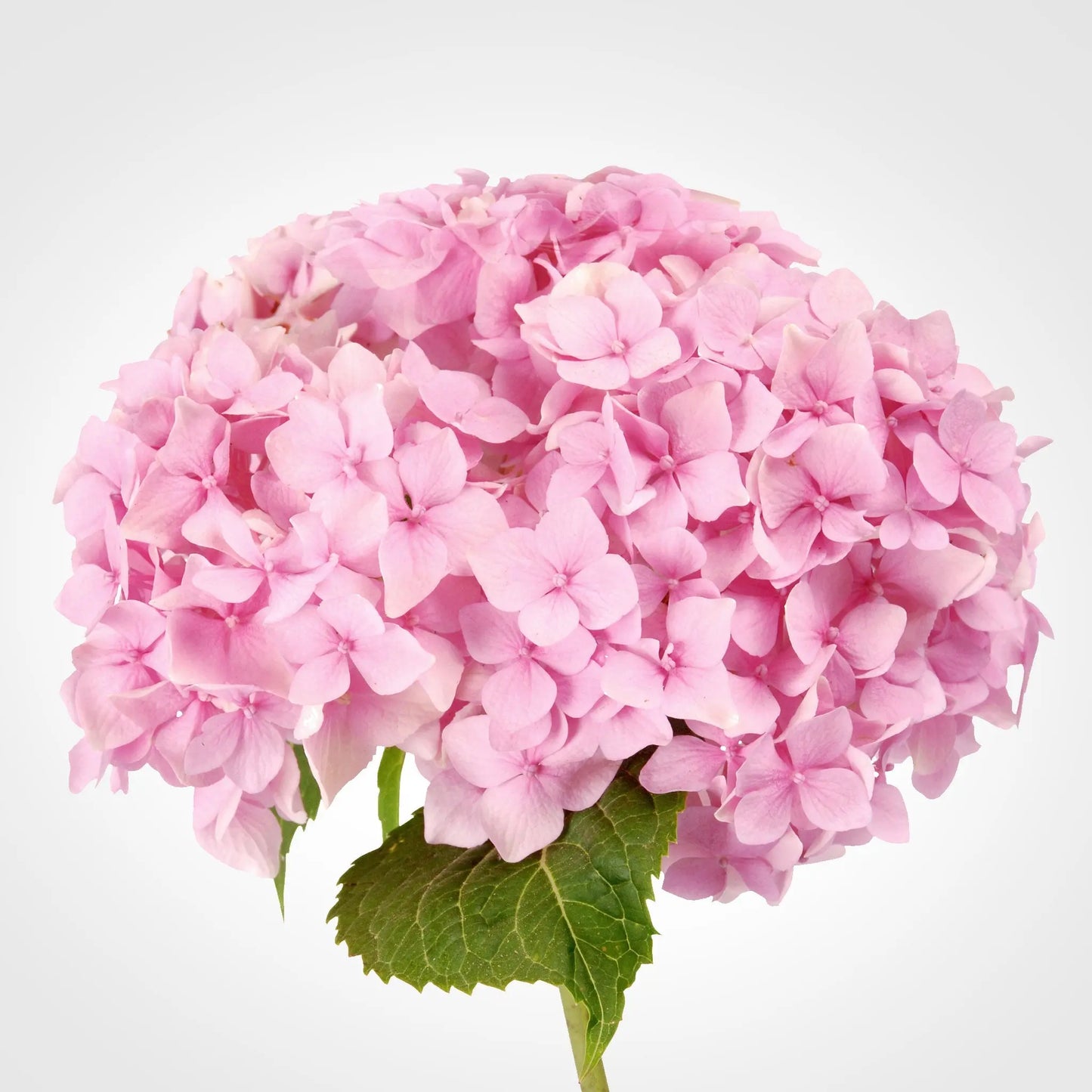 Hydrangea Coloured Fleuressence