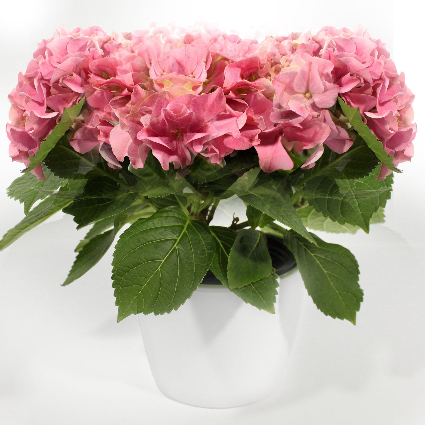 Hydrangea Fleuressence