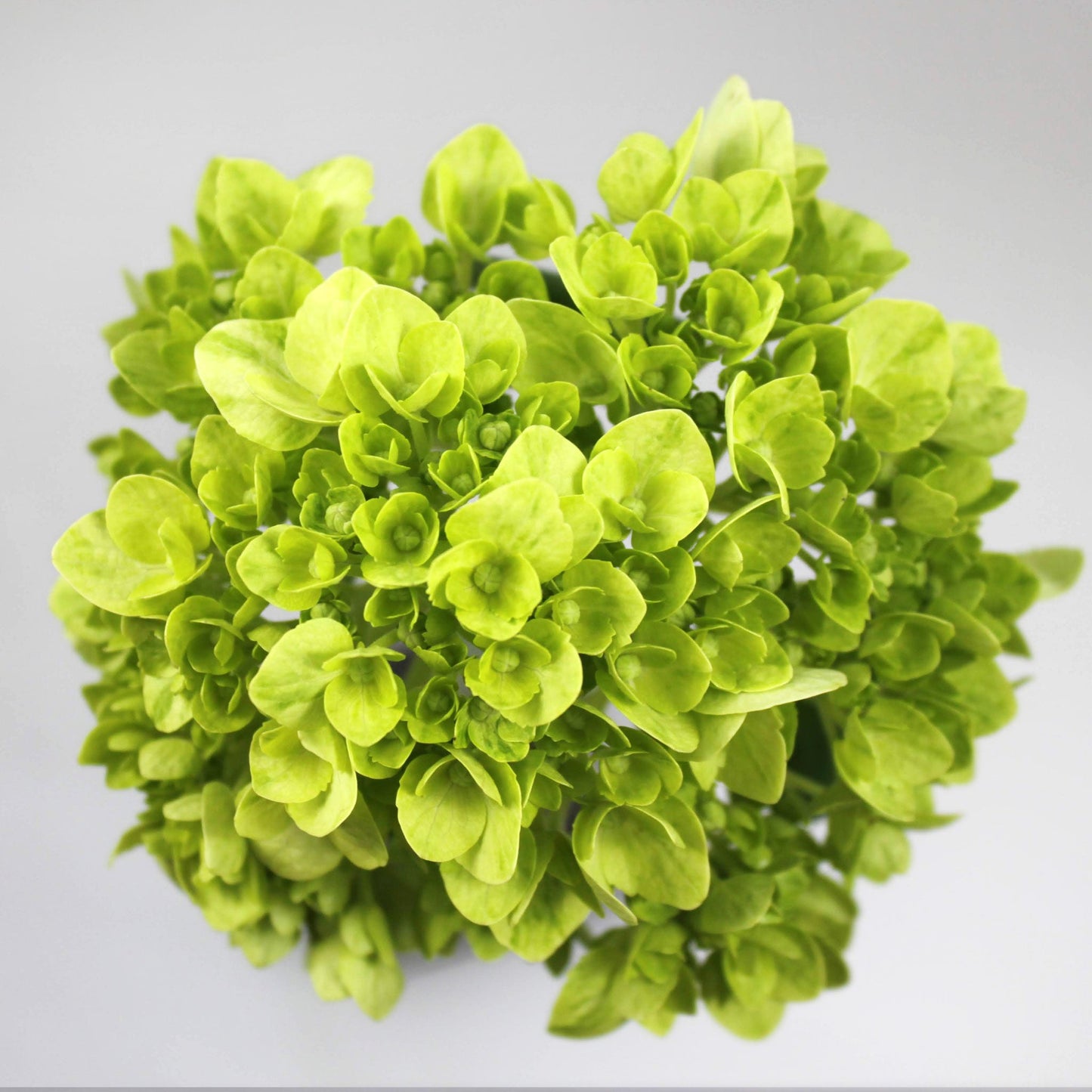 Hydrangea Green Fleuressence