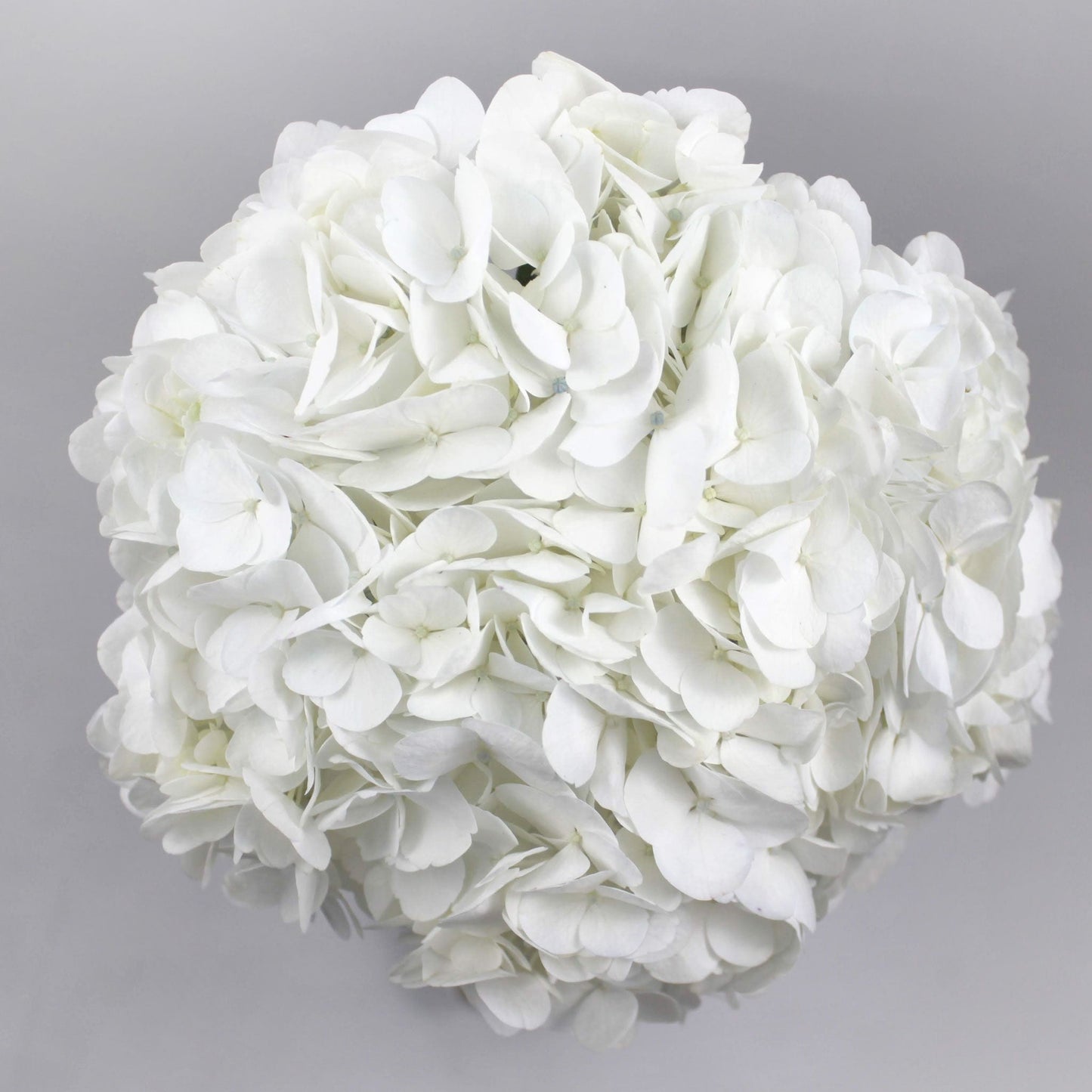 Hydrangea White Fleuressence