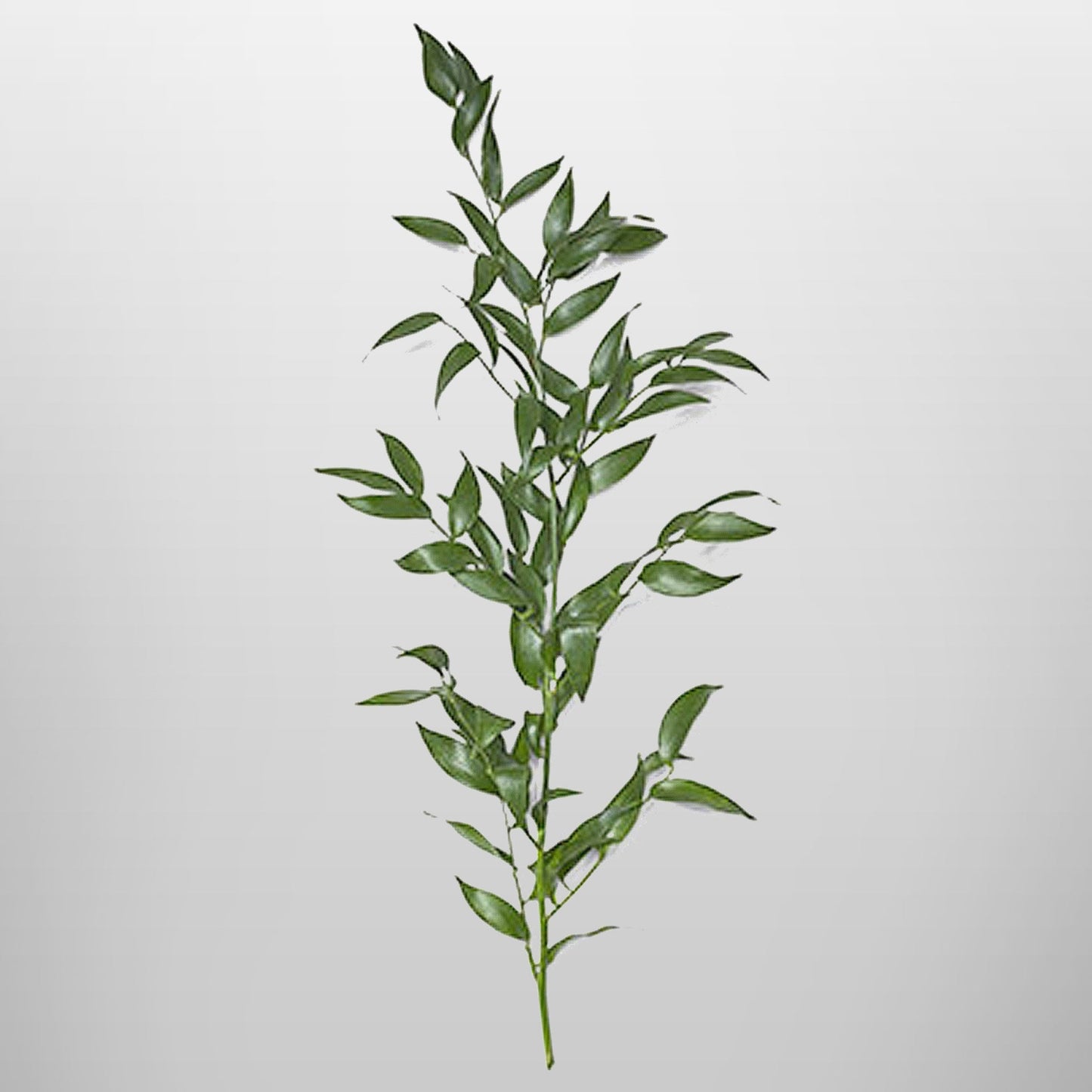 Italian Ruscus Fleuressence