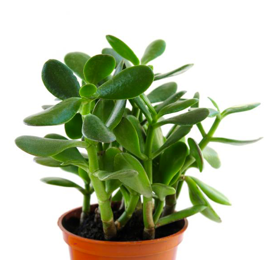 Jade Fleuressence