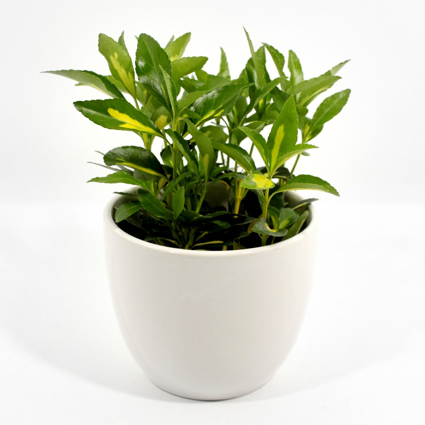 Japanese Spindle Fleuressence