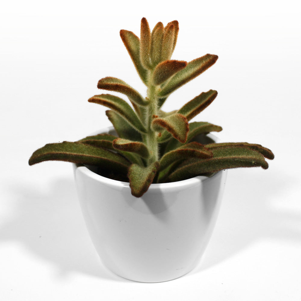 Kalanchoe Tomentosa Fleuressence
