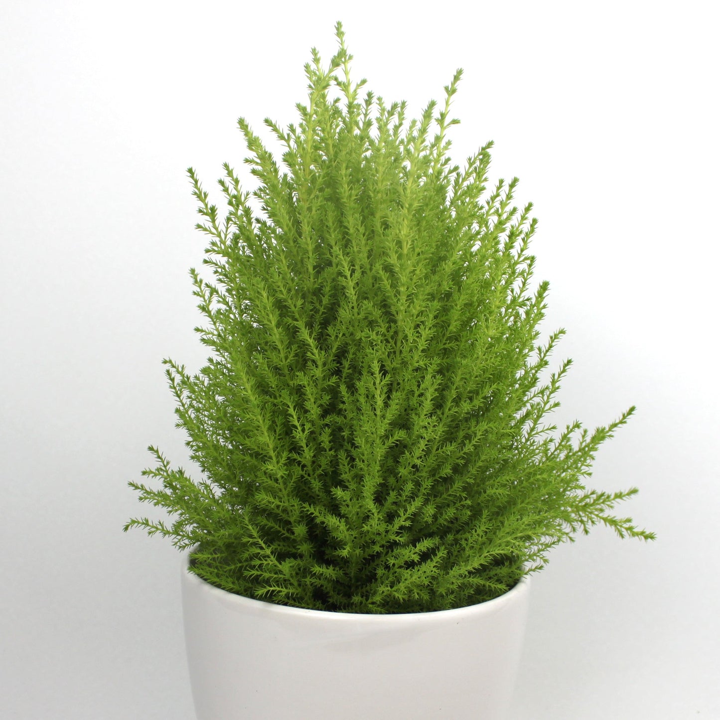 Lemon Cypress Fleuressence