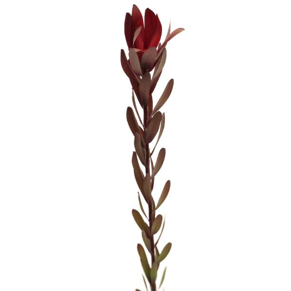 Leucadendron Fleuressence