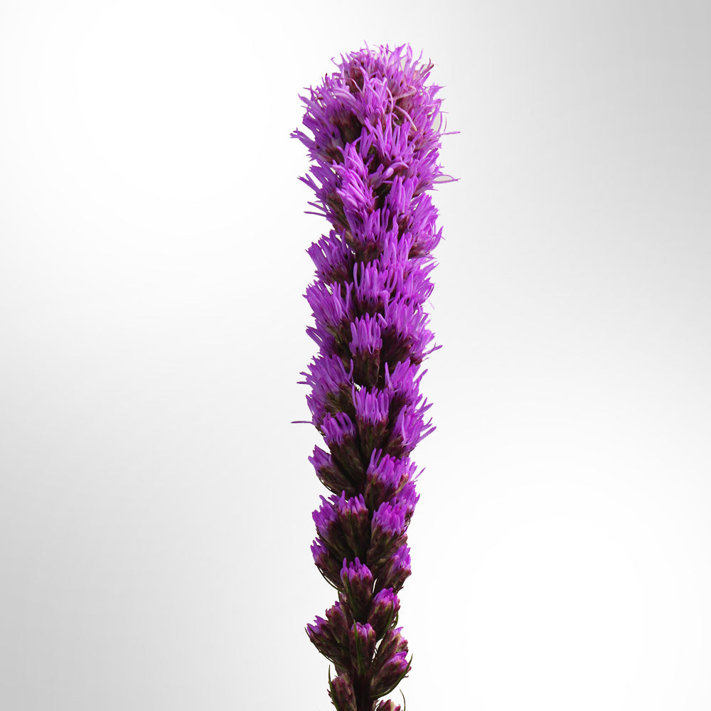 Liatris Fleuressence