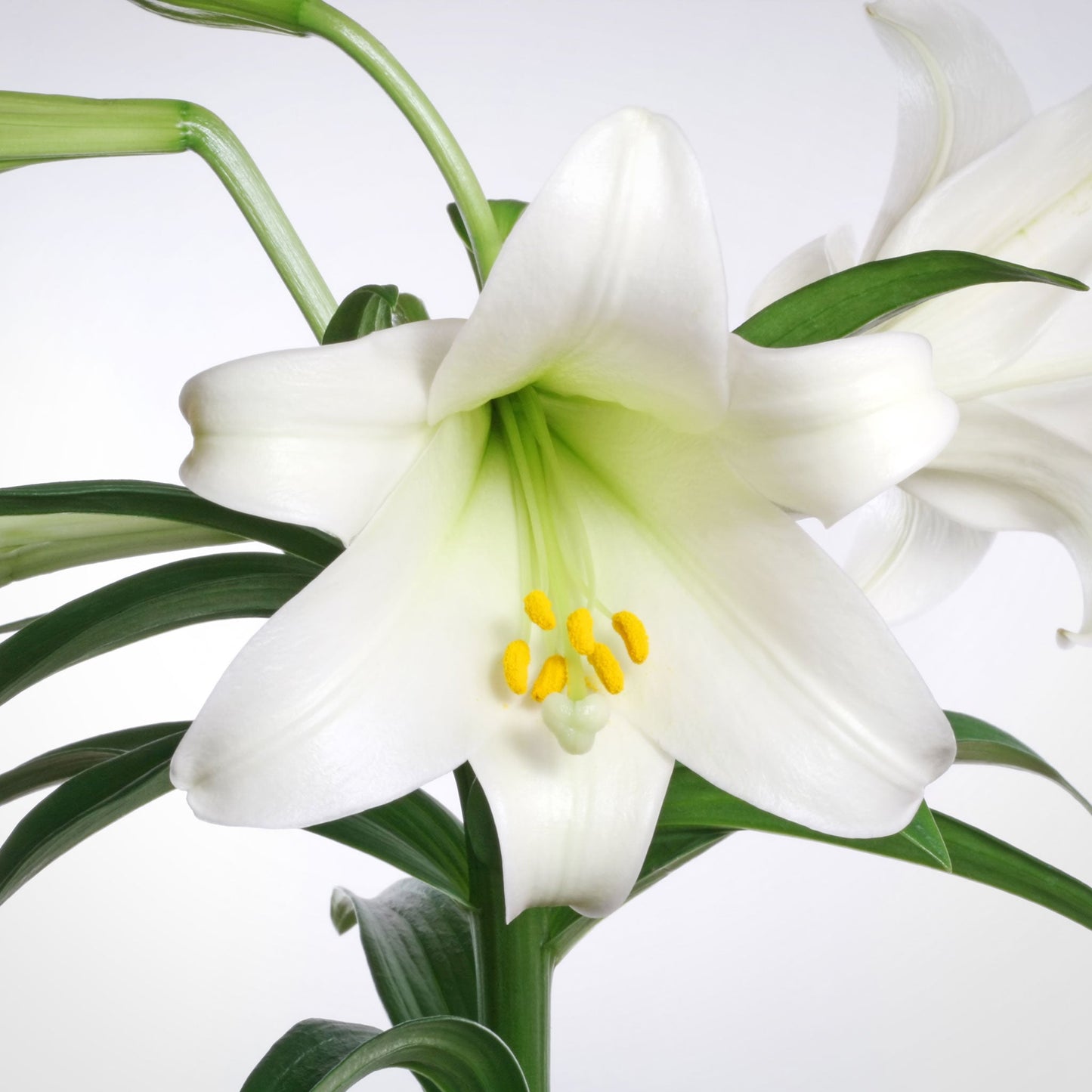 Lily Oriental Fleuressence