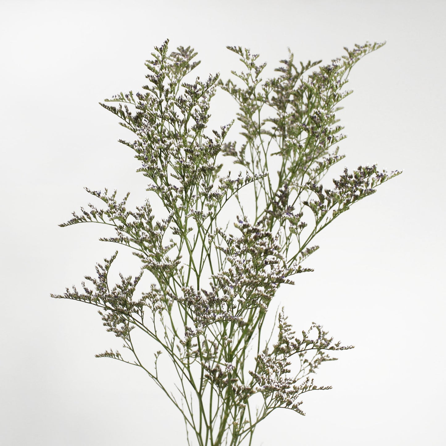 Limonium Misty Blue Fleuressence