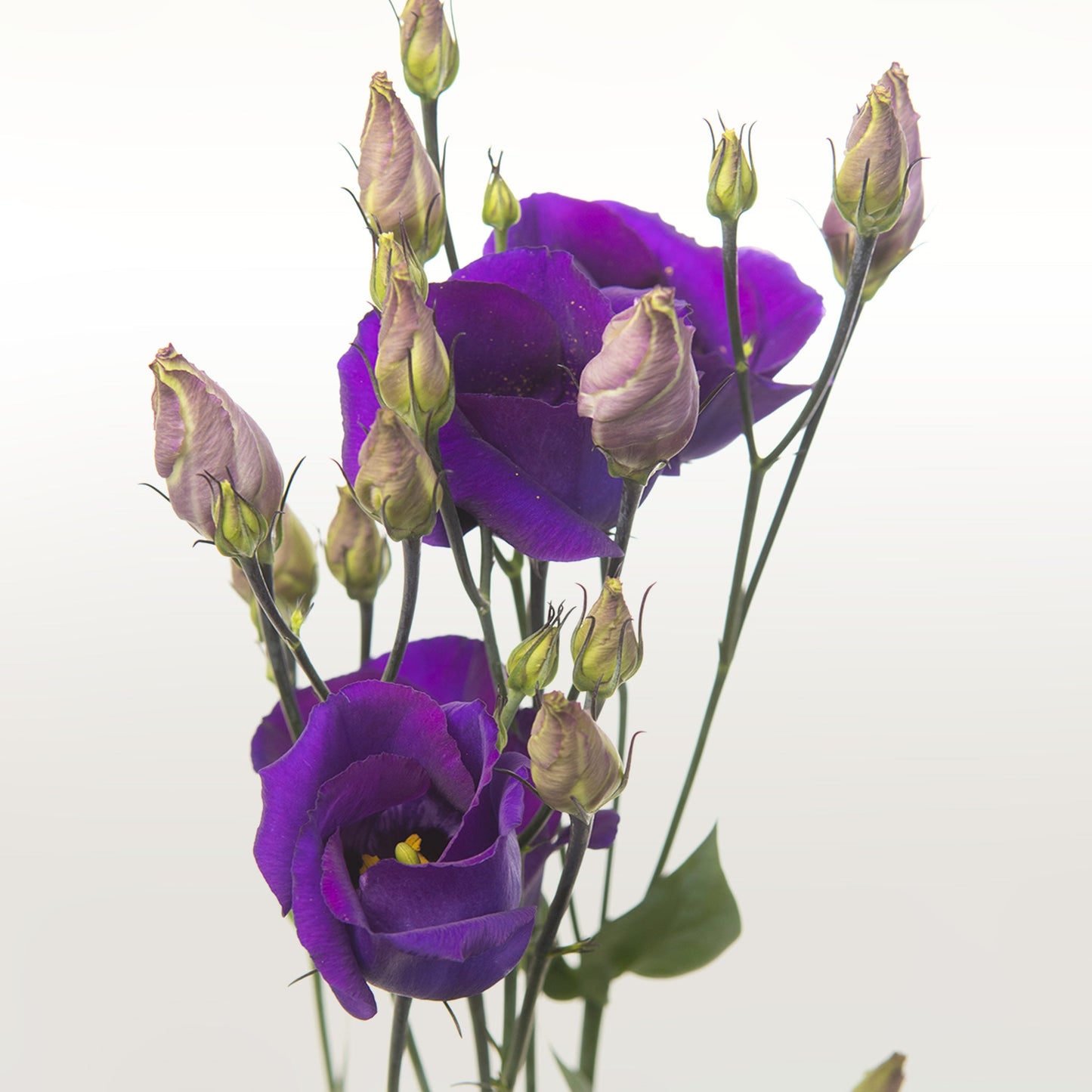 Lisianthus Fleuressence