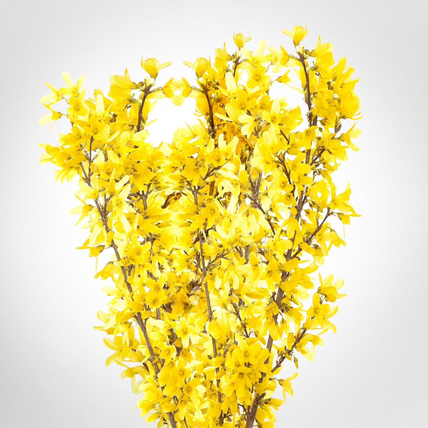Local Forsythia Fleuressence