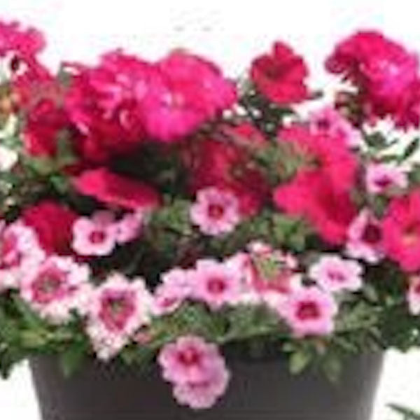 Lollipop Fleuressence