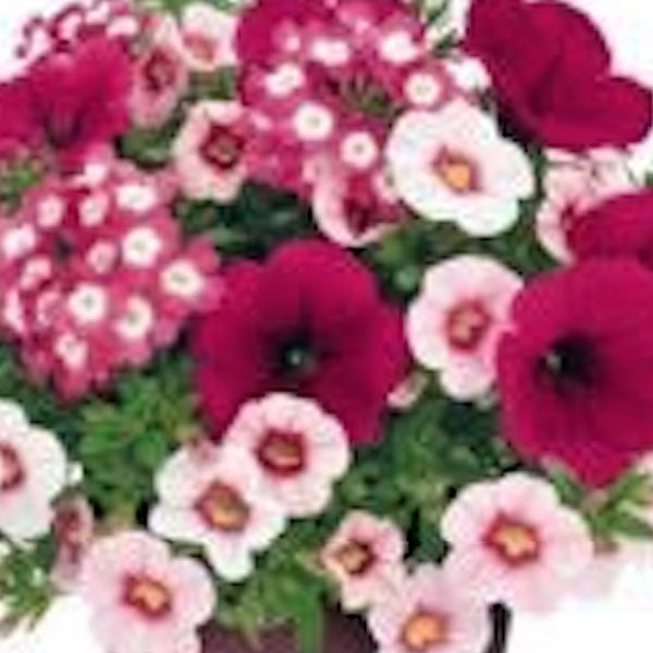 Macaroon Fleuressence
