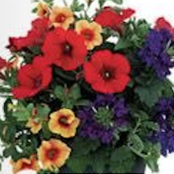 Mia Fleuressence