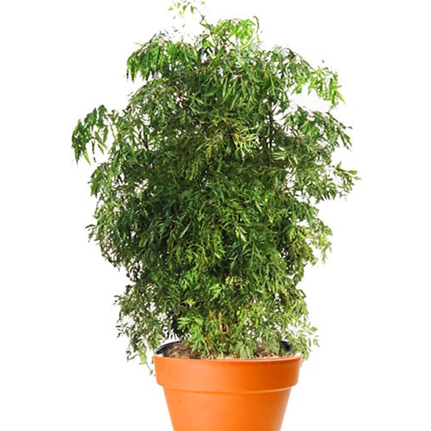 Ming Araria Fleuressence