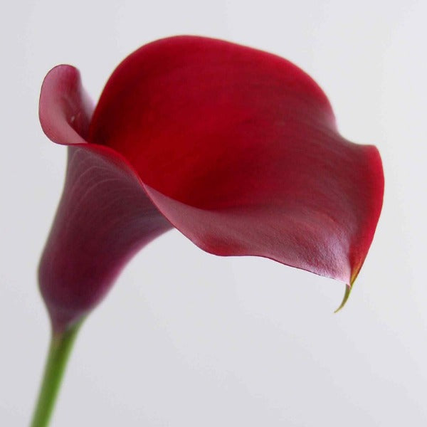 Mini Cala Lily Fleuressence