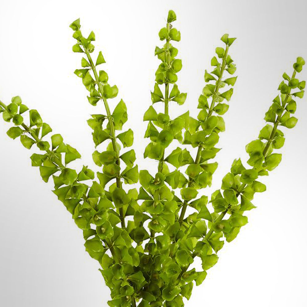 Moluccella Fleuressence