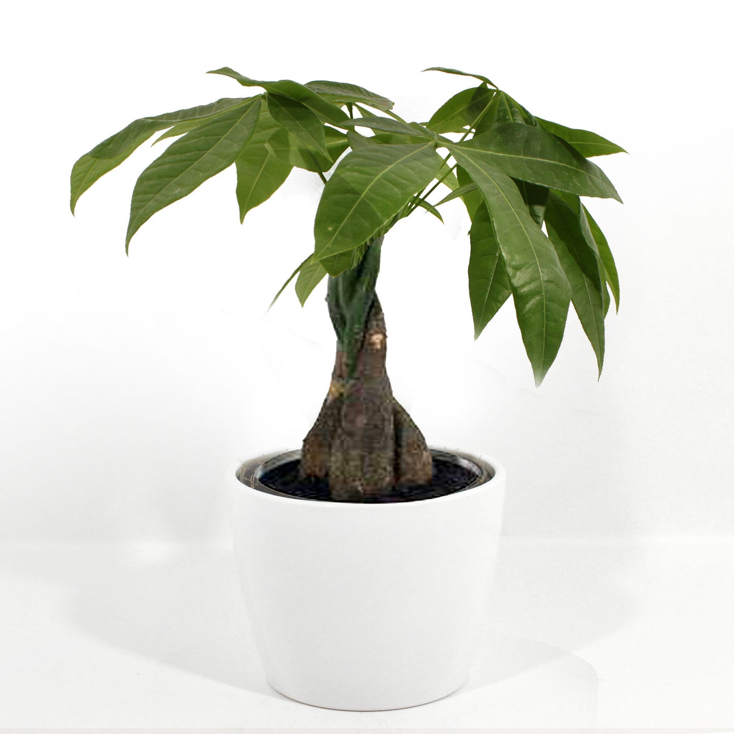 Money Tree Fleuressence