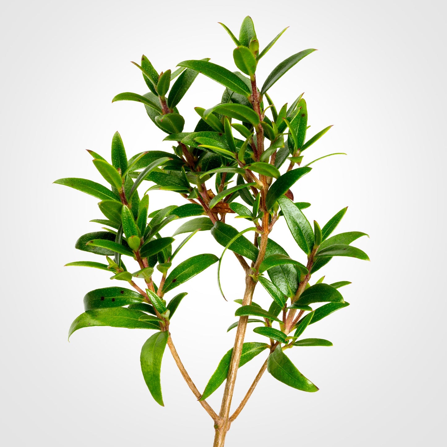 Myrtle Fleuressence