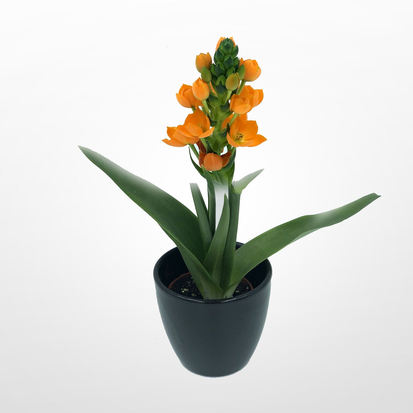 Ornithogalum Fleuressence