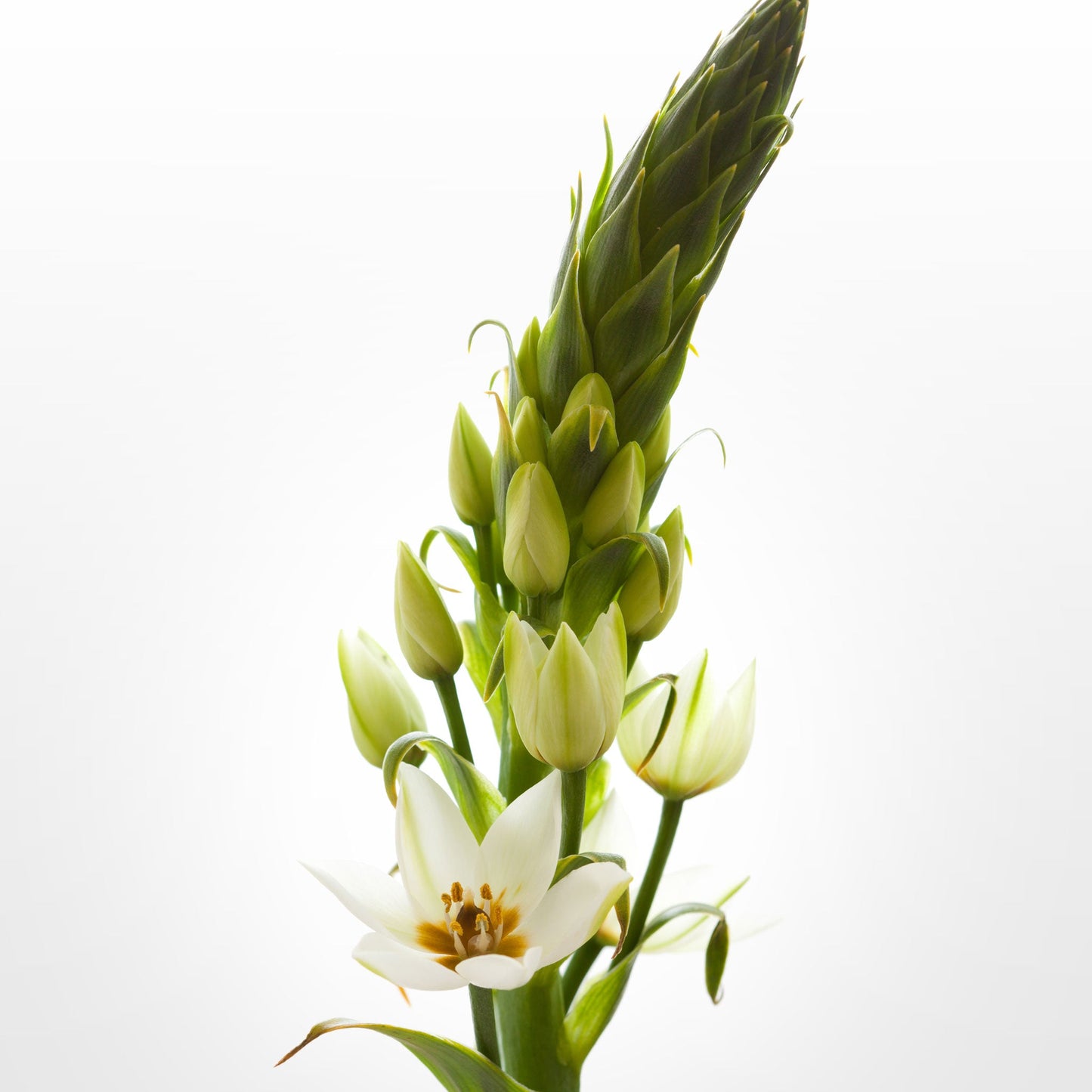 Ornithogalum Fleuressence