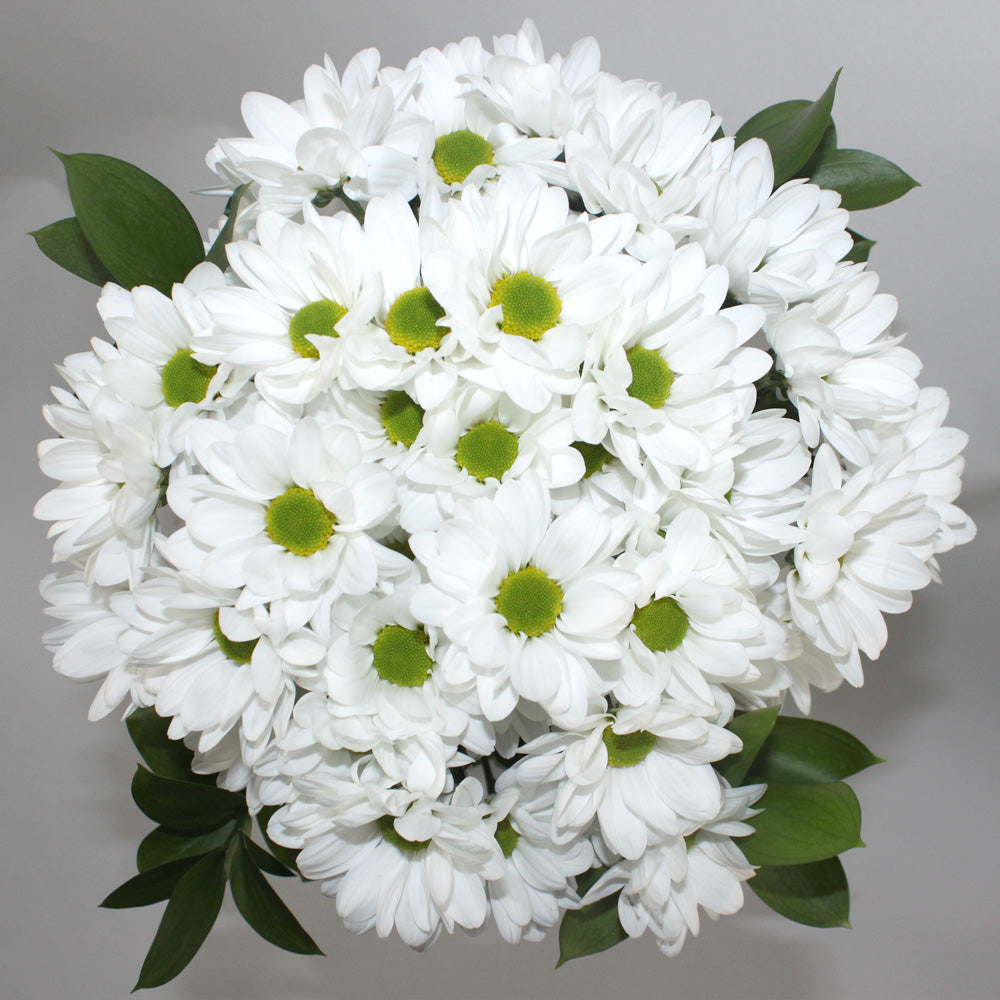 PB-Daisy Solid Fleuressence