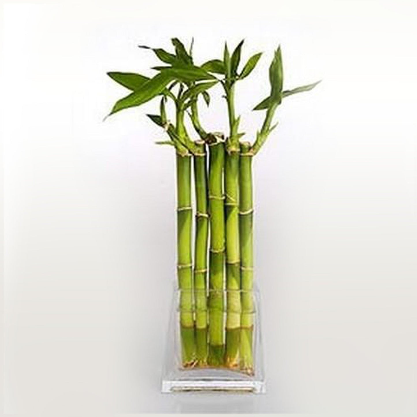 PSC-Bamboo Fleuressence