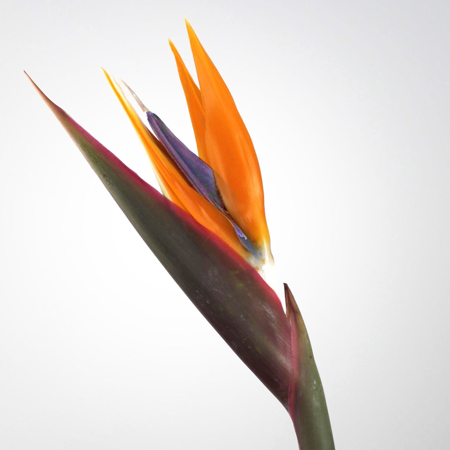 PSC-Bird of Paradise Fleuressence