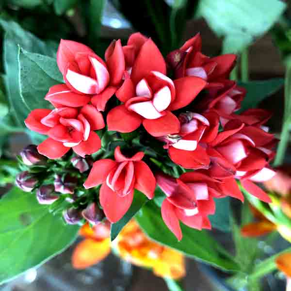 PSC-Bouvardia Fleuressence