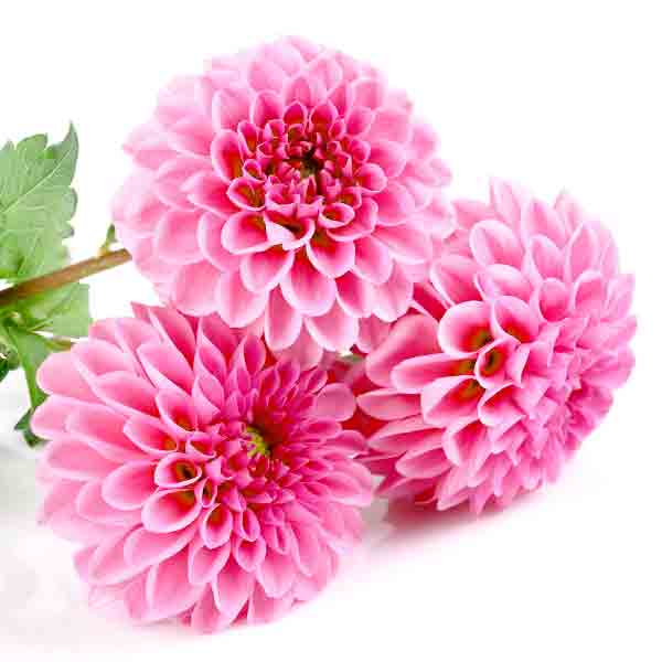 PSC-Dahlia Fleuressence