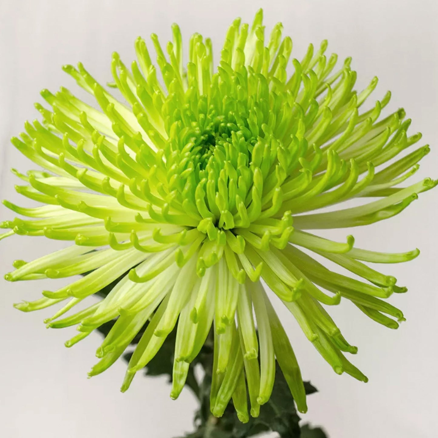 PSC-Disbud Mum Fleuressence